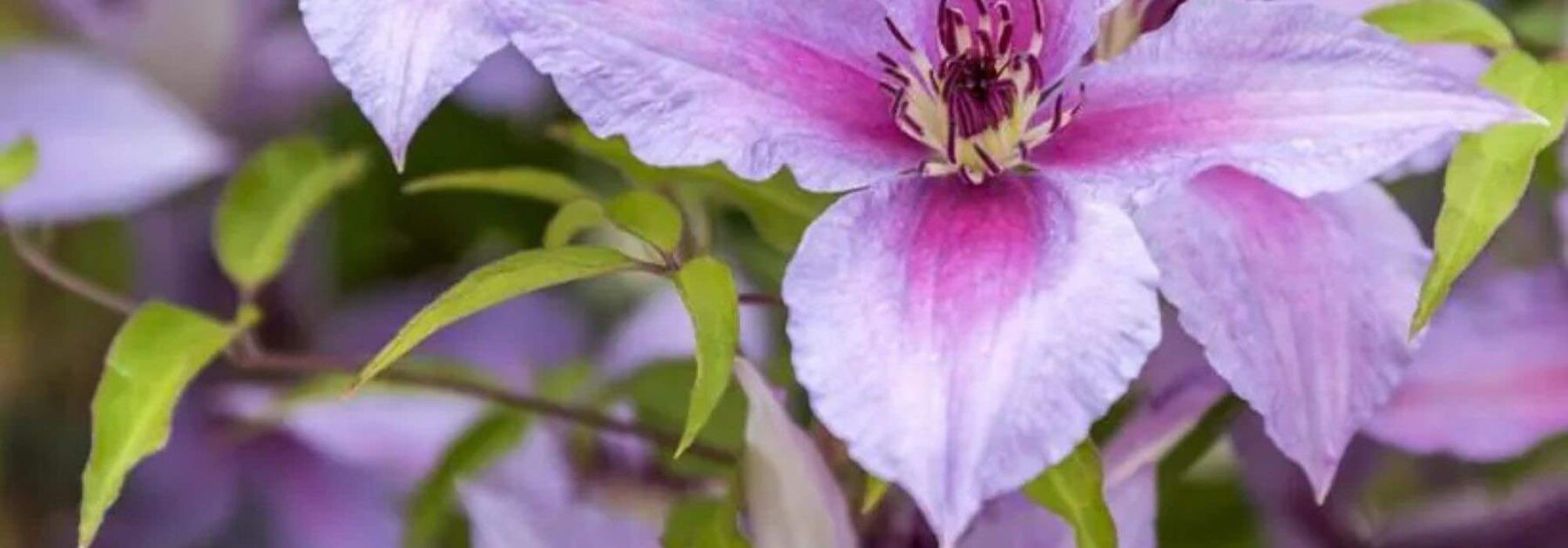 Cultivez des plantes grimpantes à fleurs violettes pour embellir le jardin