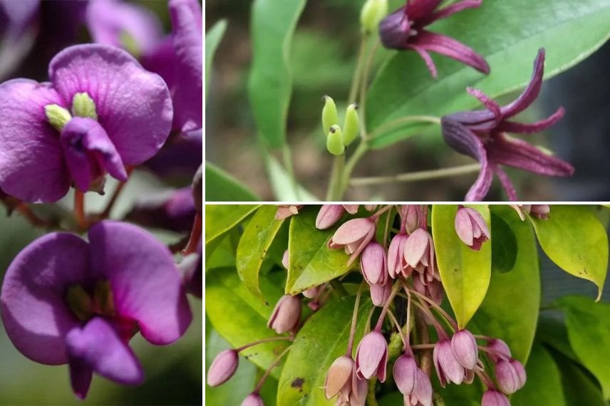 grimpantes persistantes à fleurs violettes