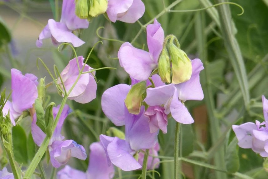 fleurs violettes de pois de senteur