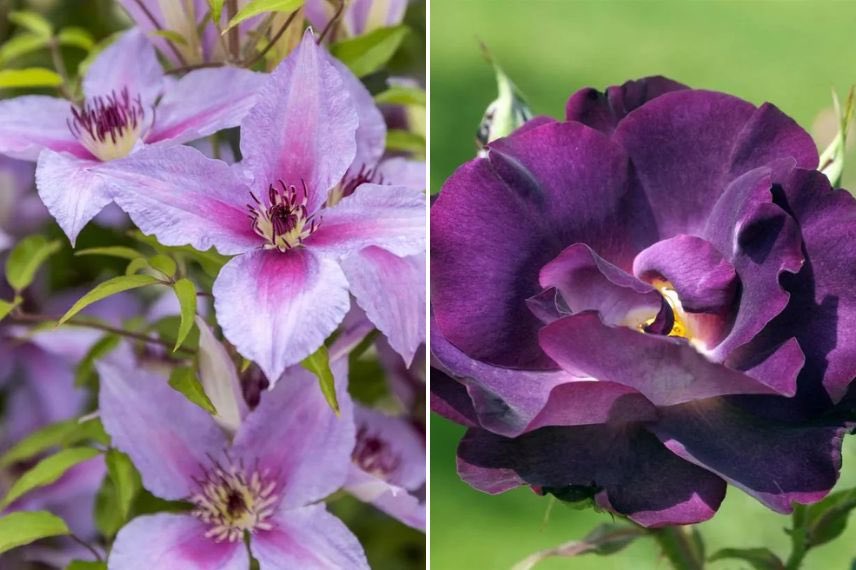 fleurs violettes de clematite et rosier