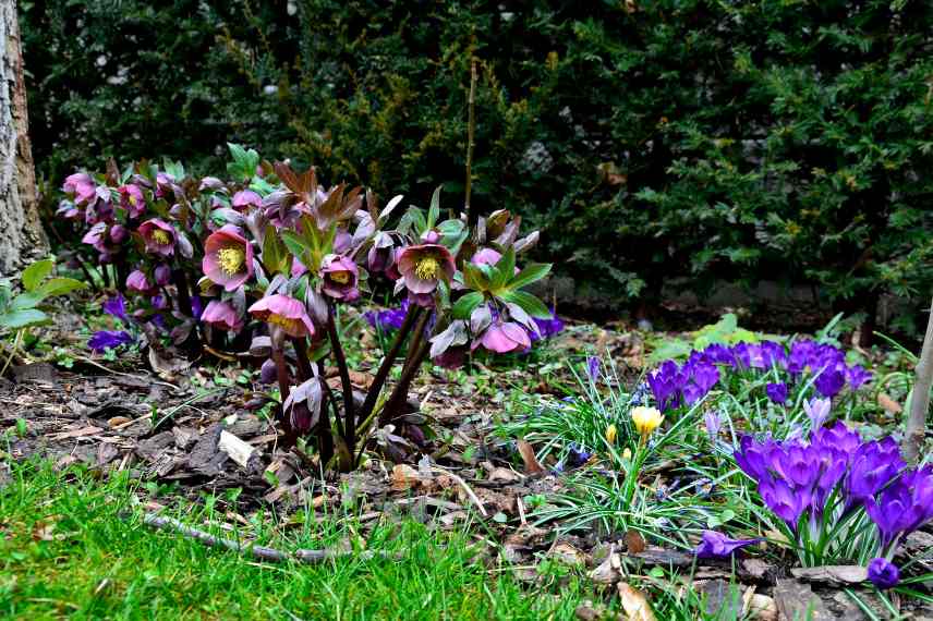 hellebores massif printanier