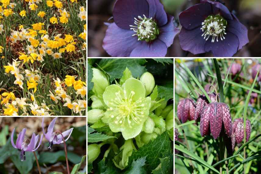 comment associer les hellebores