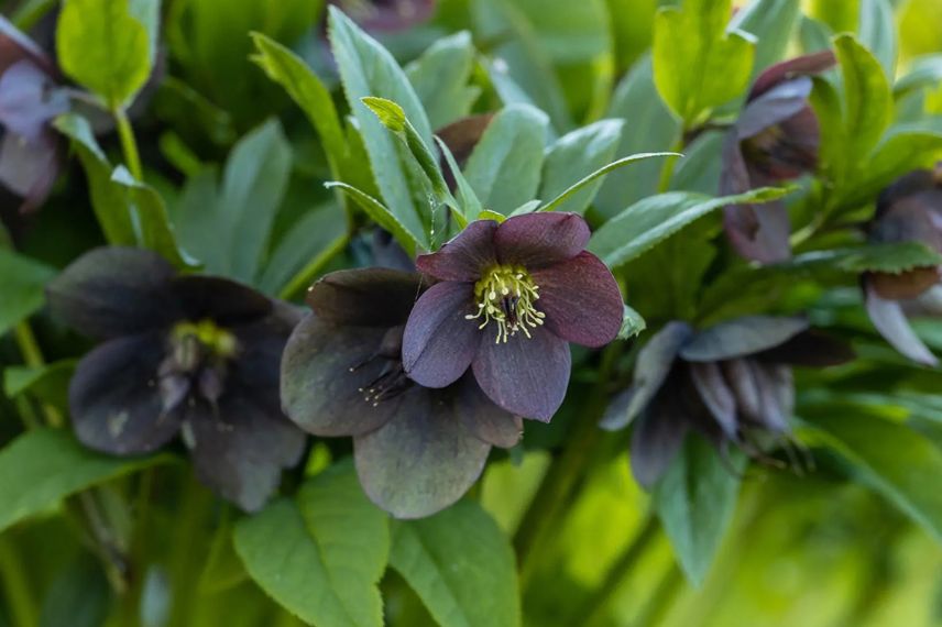 fleurs noires d'hellebore