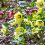 Animez le jardin en fin d'hiver avec les hellébores tardifs