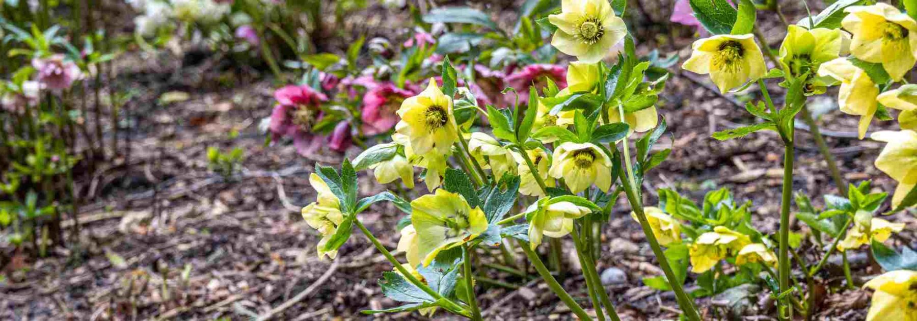 Animez le jardin en fin d'hiver avec les hellébores tardifs