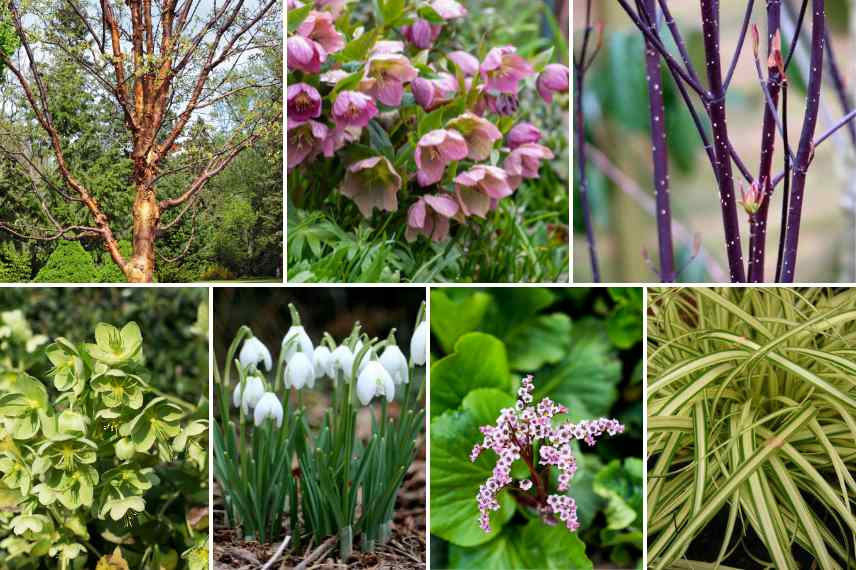 comment associer les hellebores