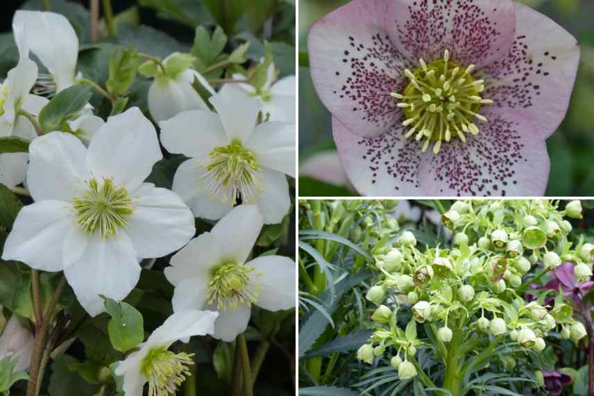 hellebores roses de noel tardif tardive