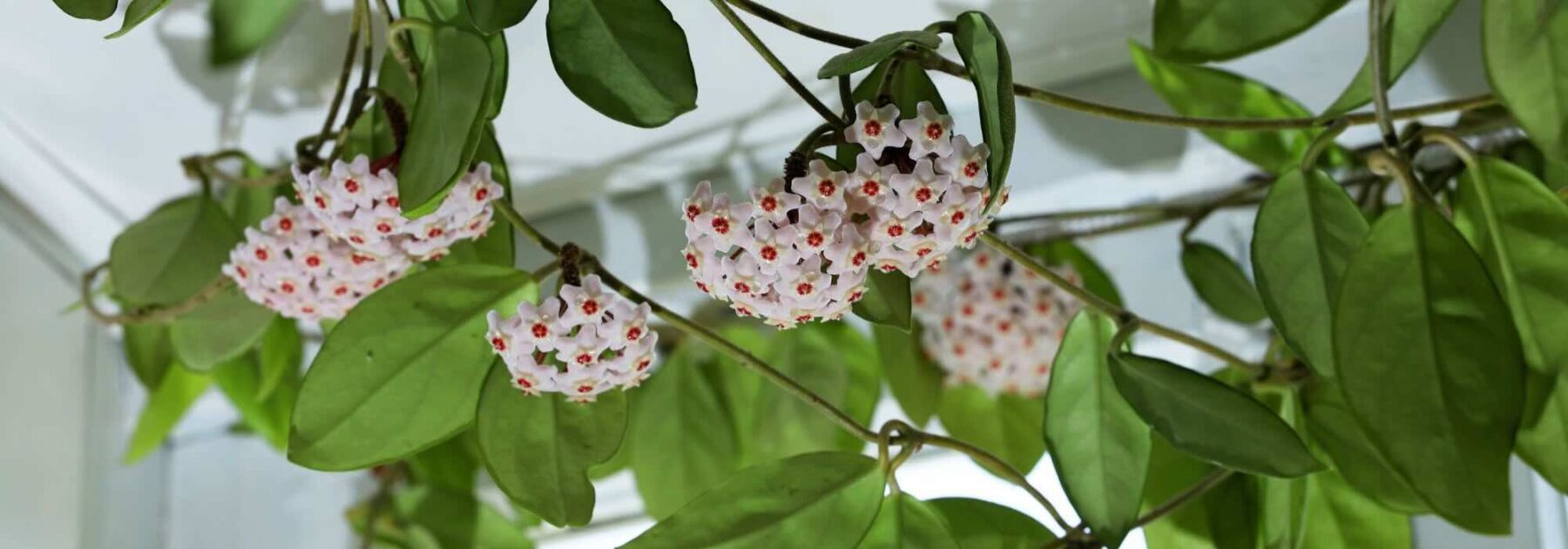 Hoya : tous nos conseils pour l’entretien au fil des saisons