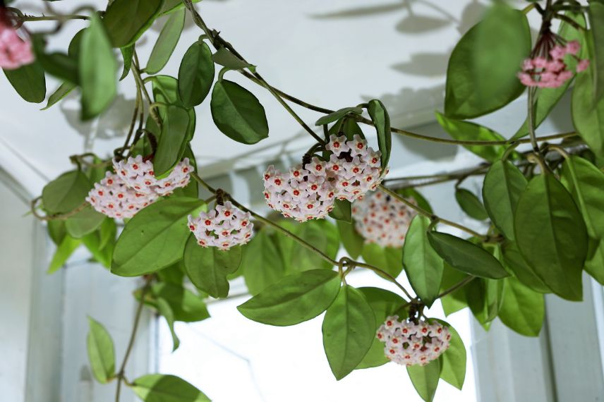 floraison d'un hoya