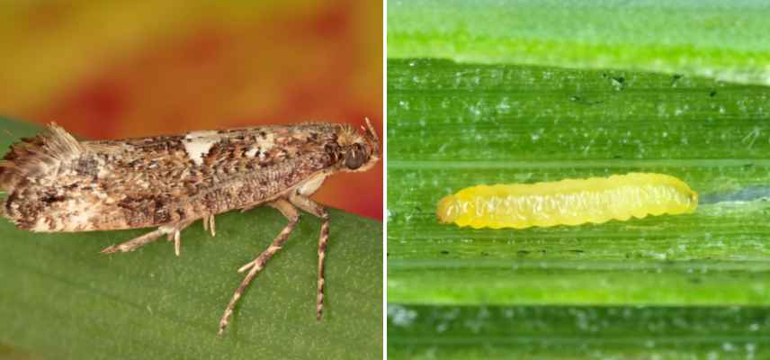 Acrolepiopsis assectella larve