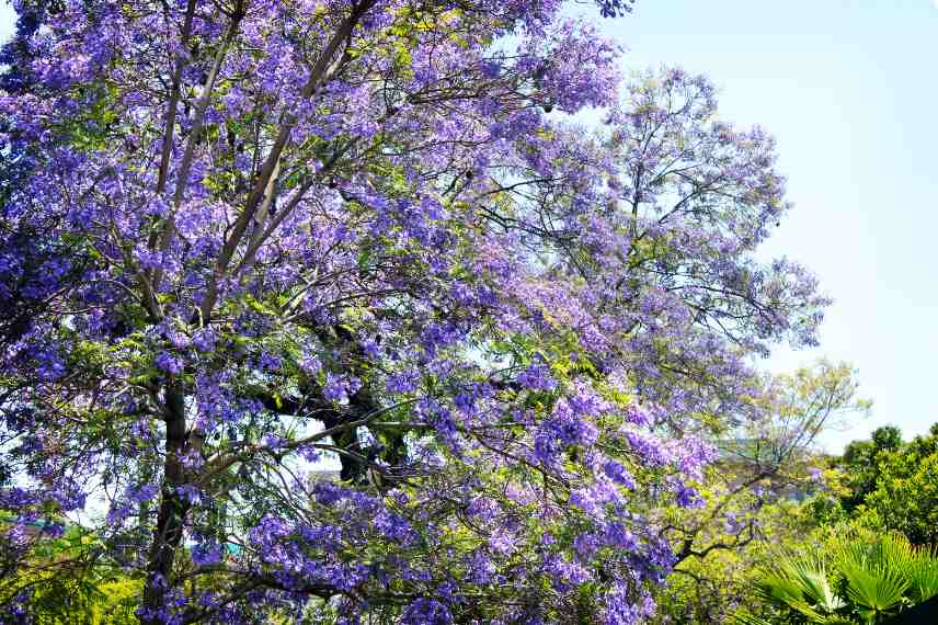 arbres arbustes selon sa region climat