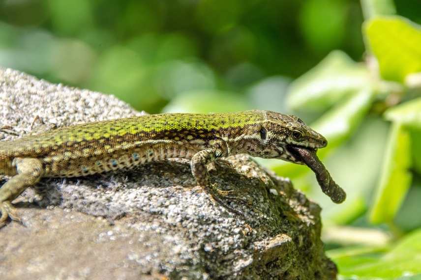 reptiles auxiliaires du jardin 