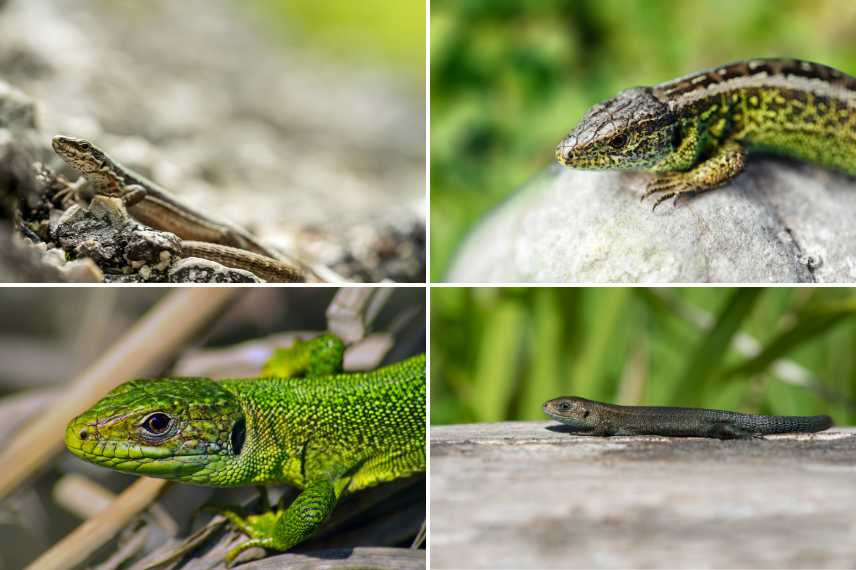 reptiles lézards jardin 