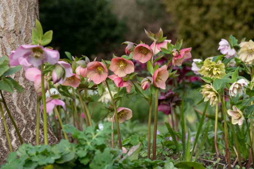 idees associations hellebores