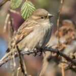 Le moineau domestique : un fléau pour les jardiniers ?