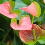 Comment multiplier facilement un Anthurium ?