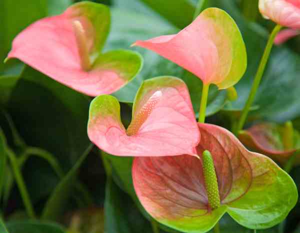 Comment multiplier facilement un Anthurium ?