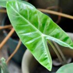 Comment multiplier facilement votre Alocasia ?