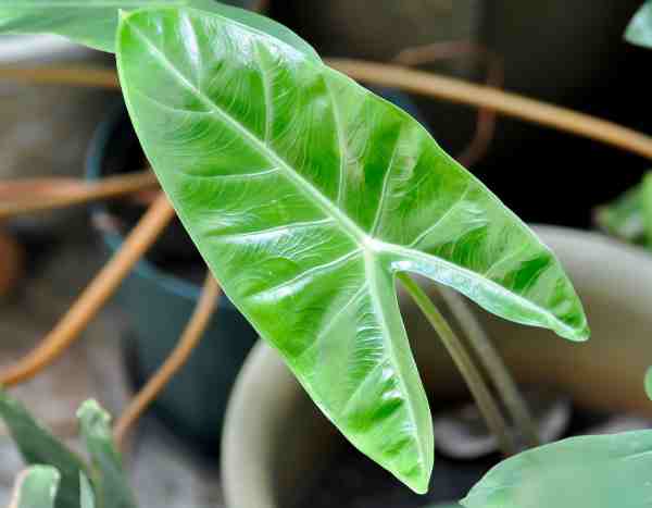 Comment multiplier facilement votre Alocasia ?