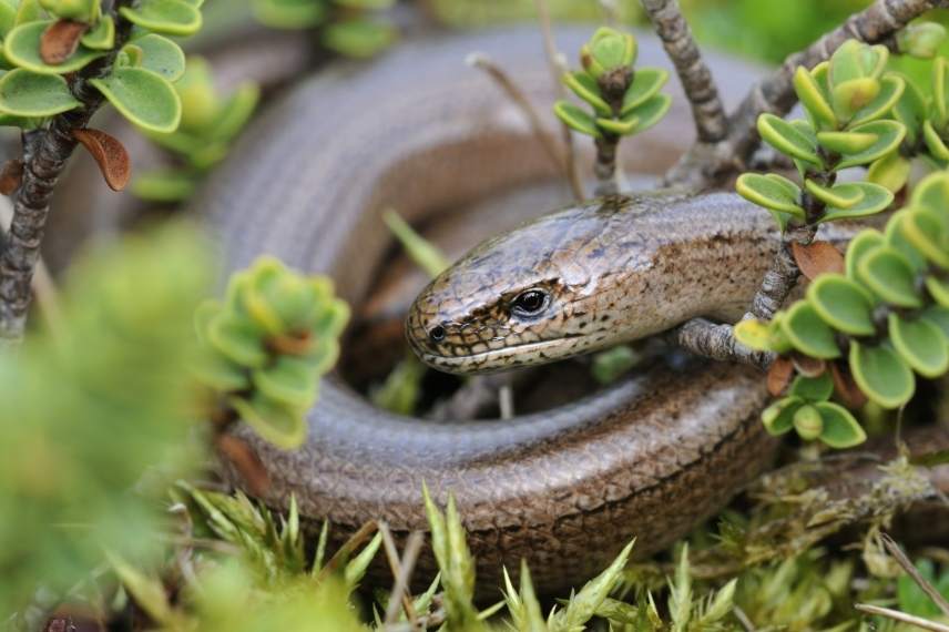 reptiles au jardin orvet