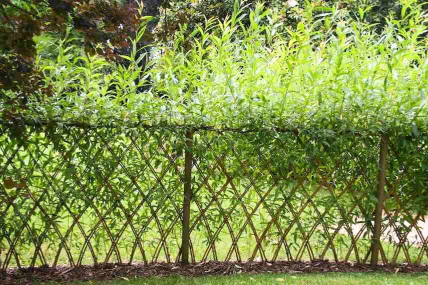 cloture en osier ou saule vivant et tréssé