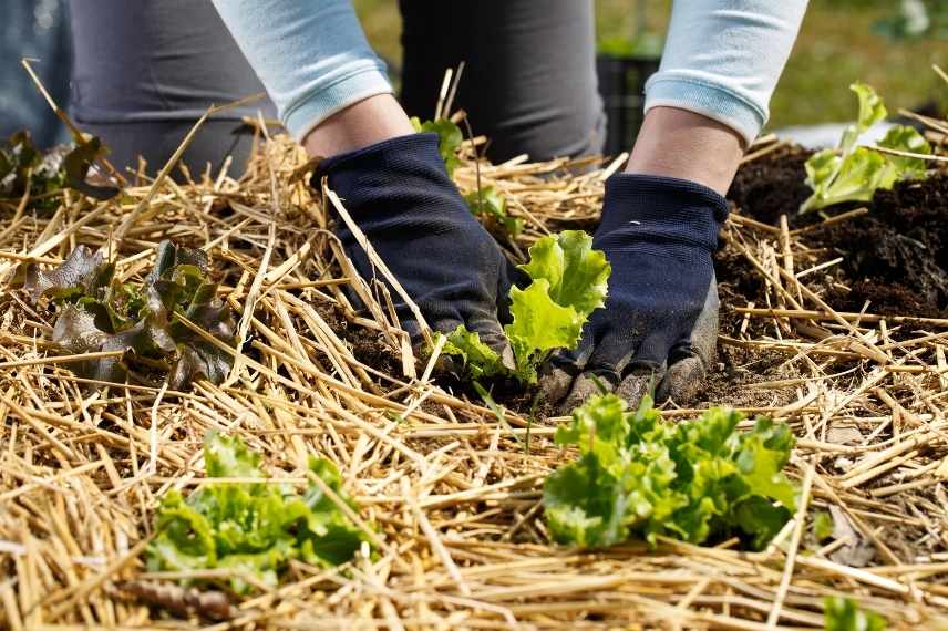 potager terre limoneuse