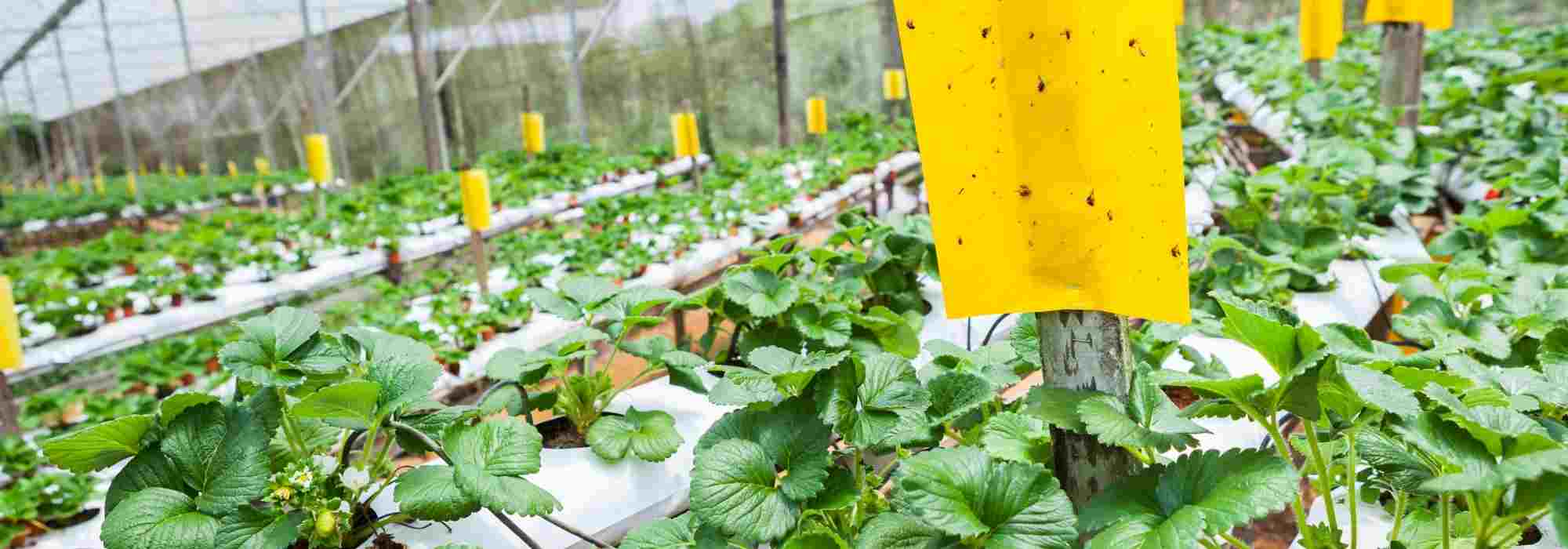 Les pièges chromatiques : la solution pour un jardin sans ravageurs ?