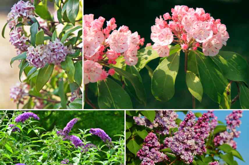 plantes vegetaux adaptés à son sol