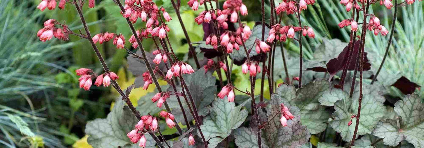 7 vivaces à croissance rapide à planter en pot