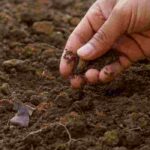 Comment préparer le sol pour commencer son potager ?