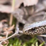 Reptiles au jardin : Comment les identifier ? Comment les attirer ?