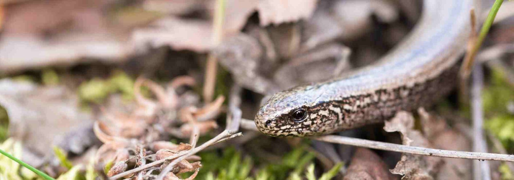 Reptiles au jardin : Comment les identifier ? Comment les attirer ?