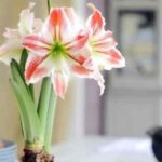 Comment rater magistralement la culture des amaryllis ?