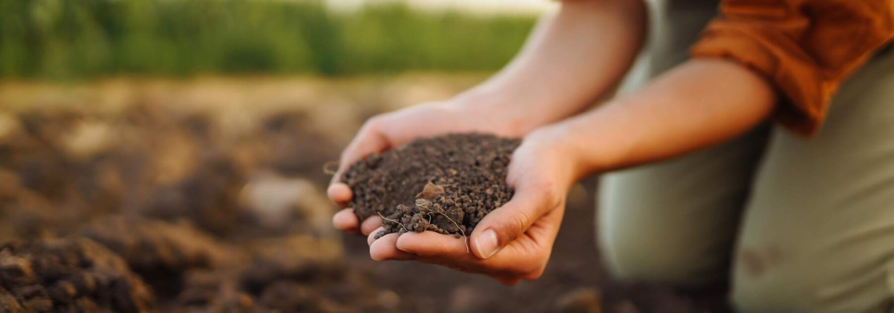 Cultiver un potager en sol limoneux : nos conseils et astuces