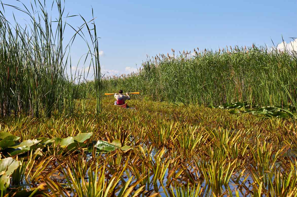 invasive plant ponds