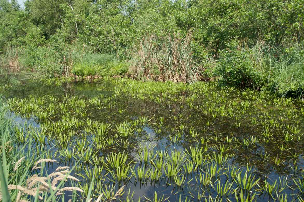 where to plant stratiotes aloides