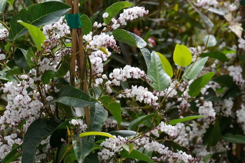 Tailler l’Hardenbergia étape par étape