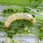 La teigne du poireau au potager : prévention et traitement