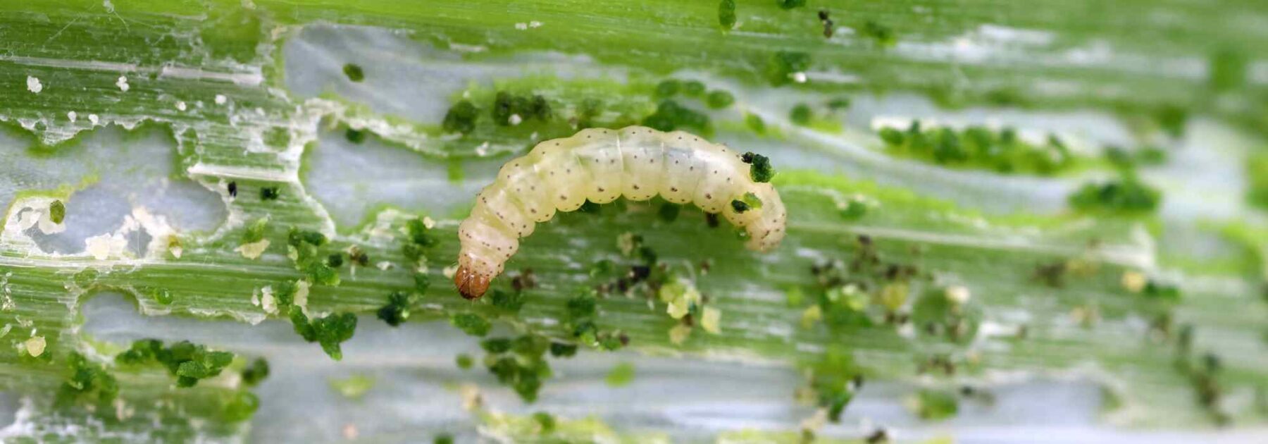 La teigne du poireau au potager : prévention et traitement