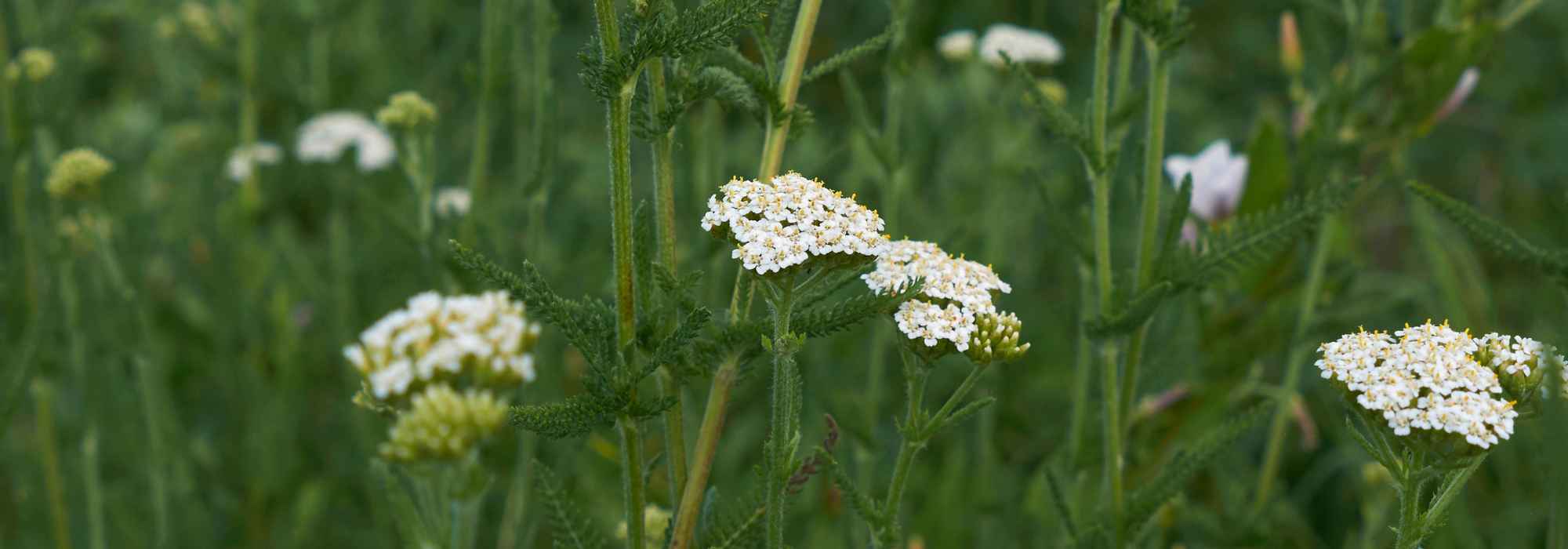 Les achillées à feuillage vert : comment les utiliser et profiter de leurs atouts au jardin ?