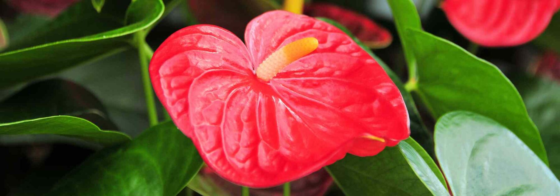 Anthurium - Langue de feu : cultiver et entretenir