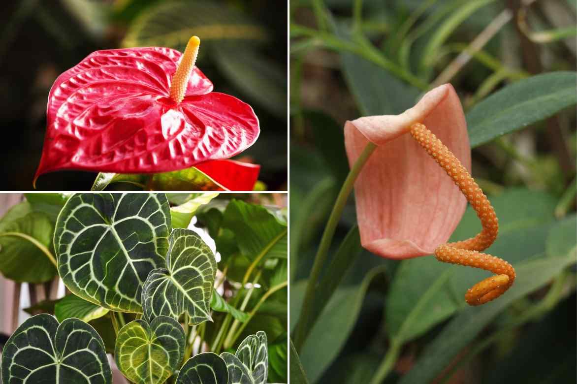 Anthurium differentes varietes couleurs