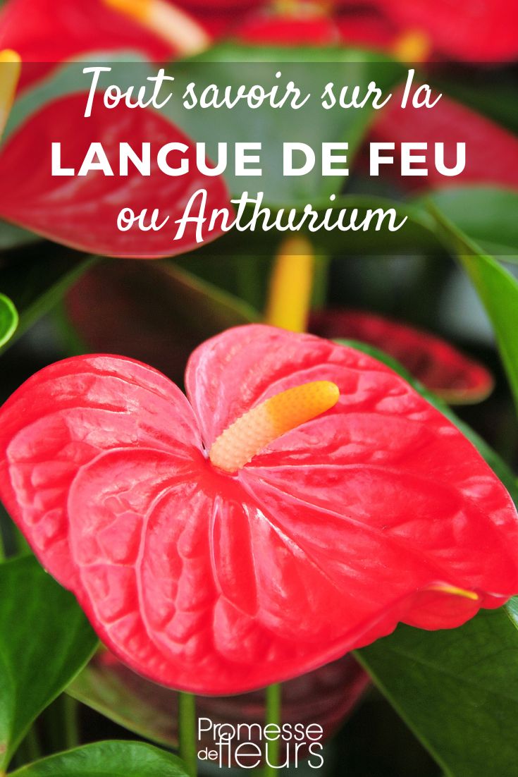 Anthurium - Langue de feu : cultiver et entretenir