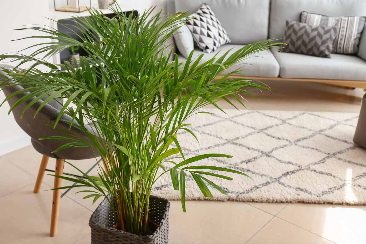 Indoor palm Areca