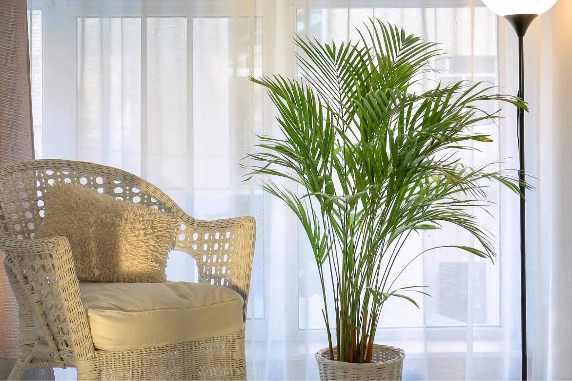 Areca or Dypsis lutescens grown indoors