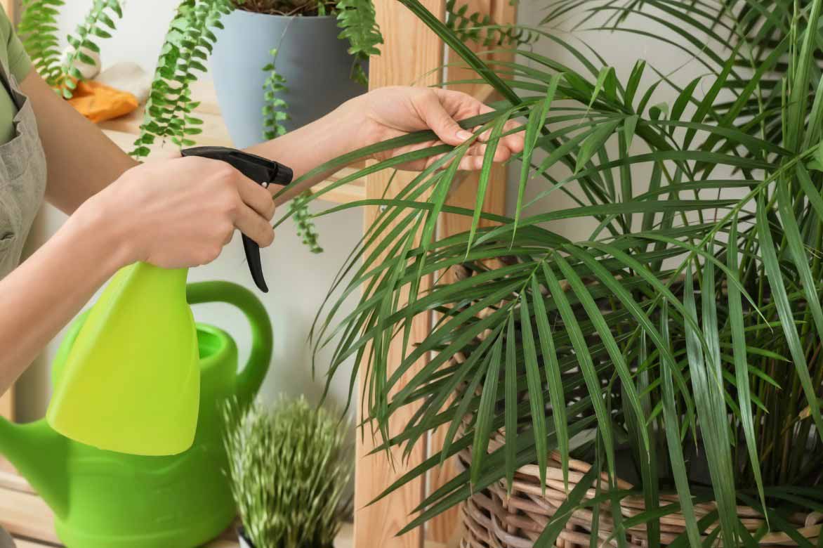 Caring for an Areca, spraying water on the leaves