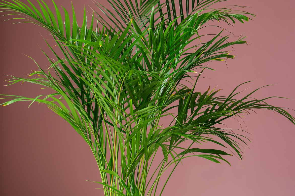 Areca, Dypsis lutescens, indoor palm