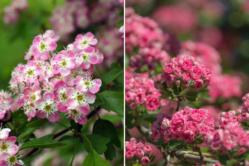 fleurs d'aubepines