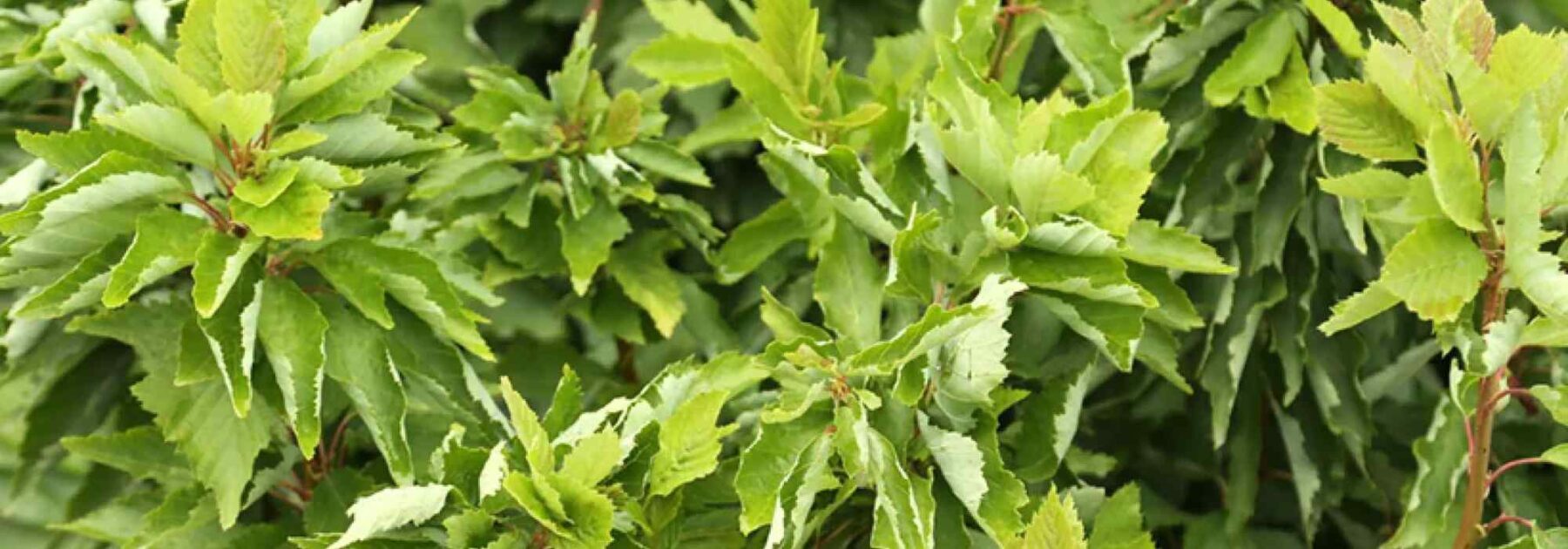 Aulne blanc ‘Monstrosa’ : l’arbre tortueux qui sublime les petits jardins