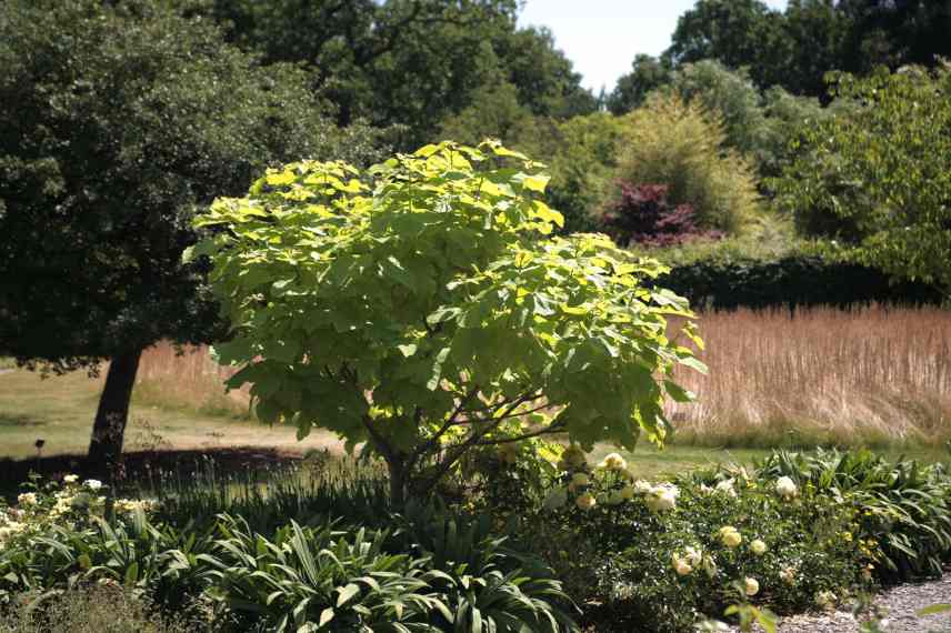 catalpa dore